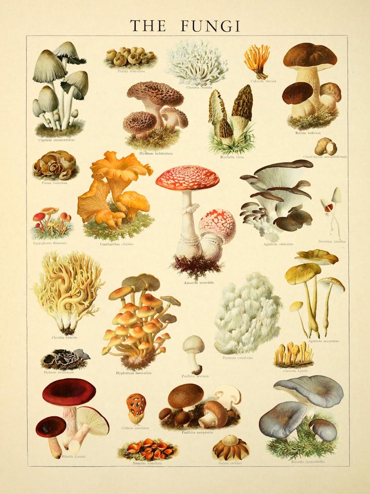 Mushrooms Vintage Illustration