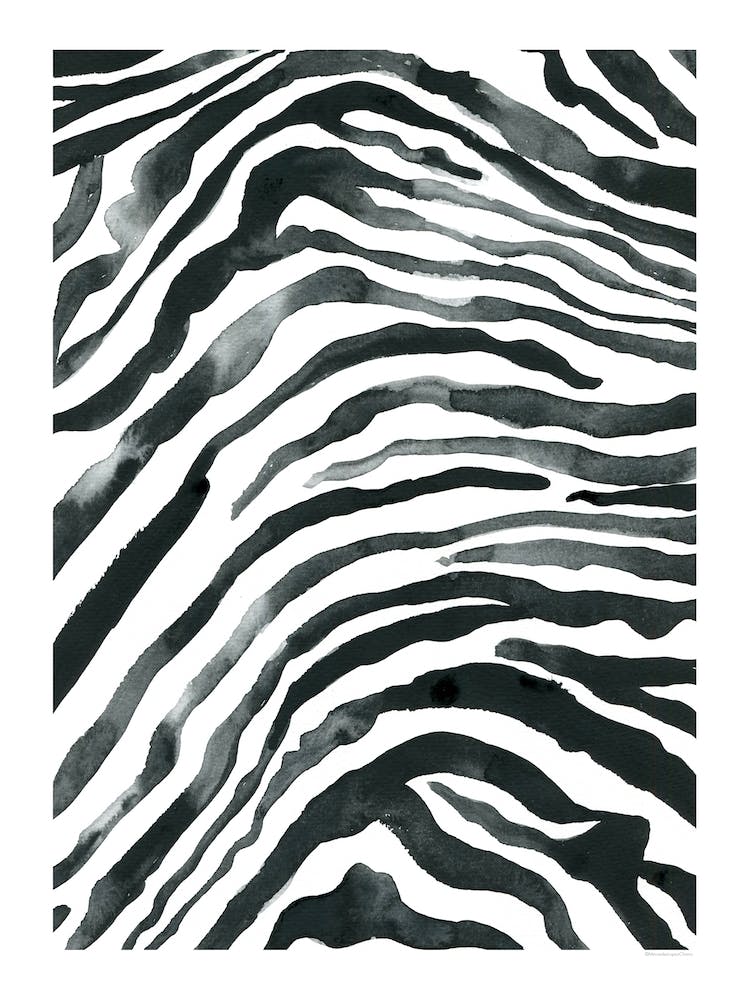 Zebra Black And White