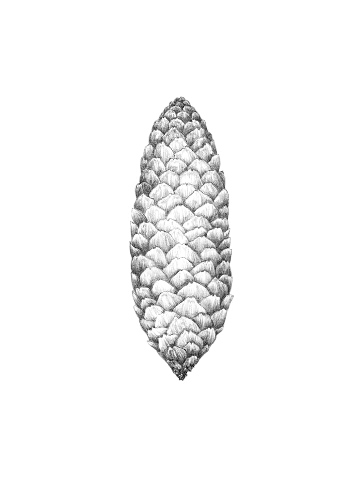 Spruce cone No 87 by Aga Szafranska