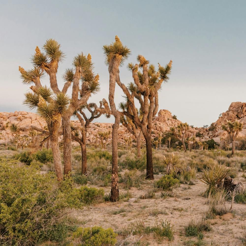 Joshua Tree Desert