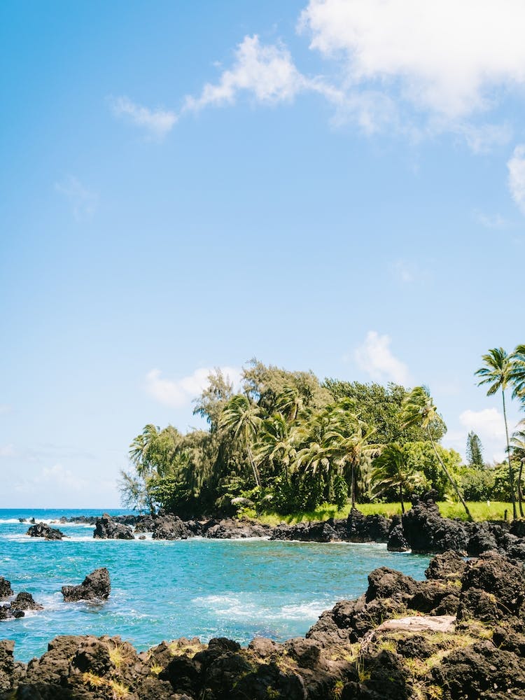 Hawaii Road To Hana Trees