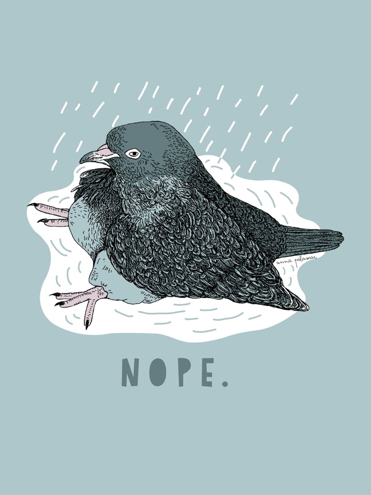 Nope Pigeon