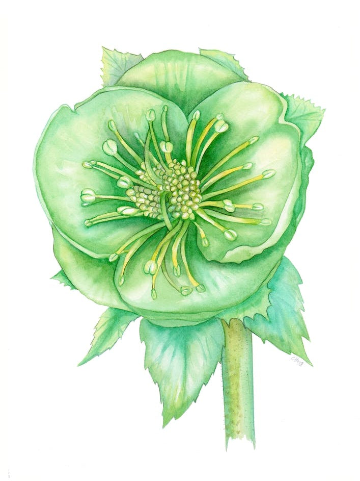 Verde Hellebore