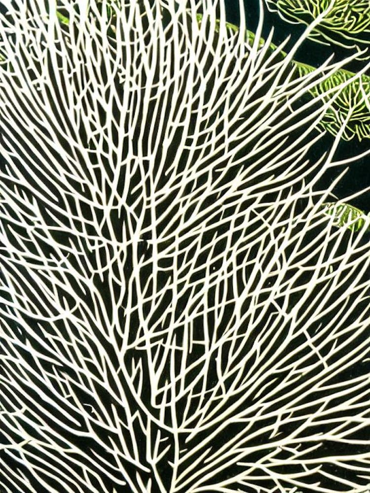 Acropora Aculeus Ii Linocut