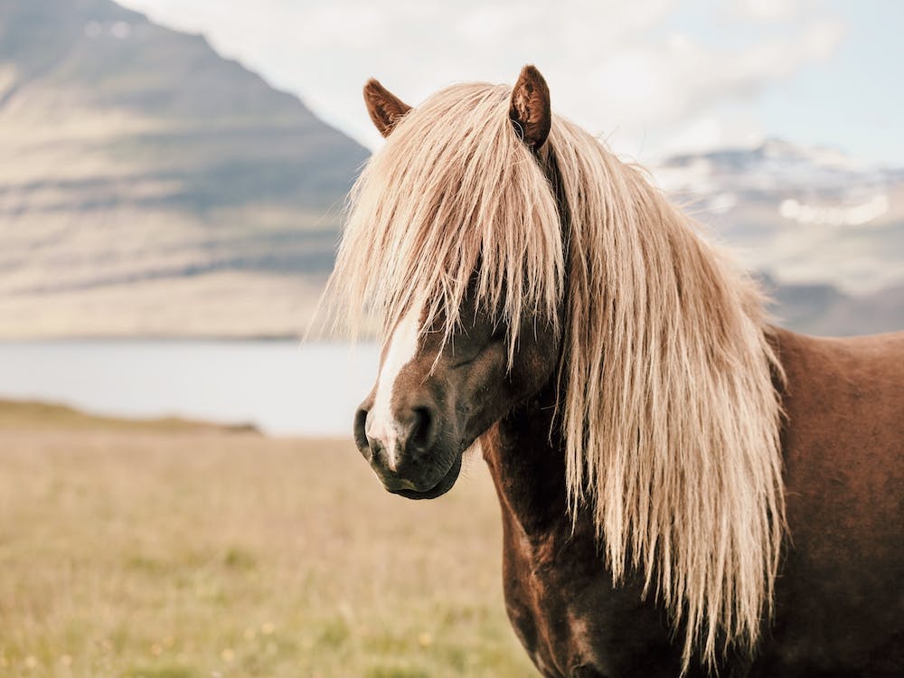 Beige Iceland Horse
