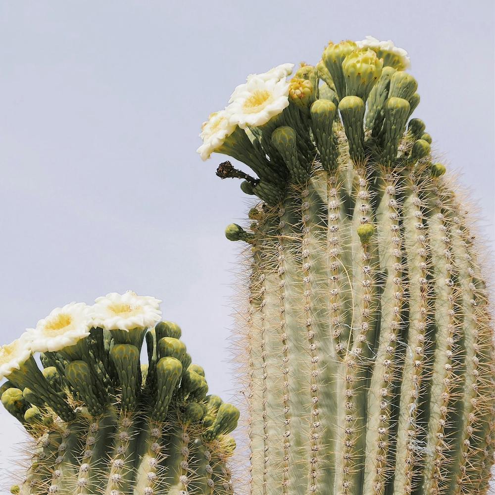 White Saguaro Flowers