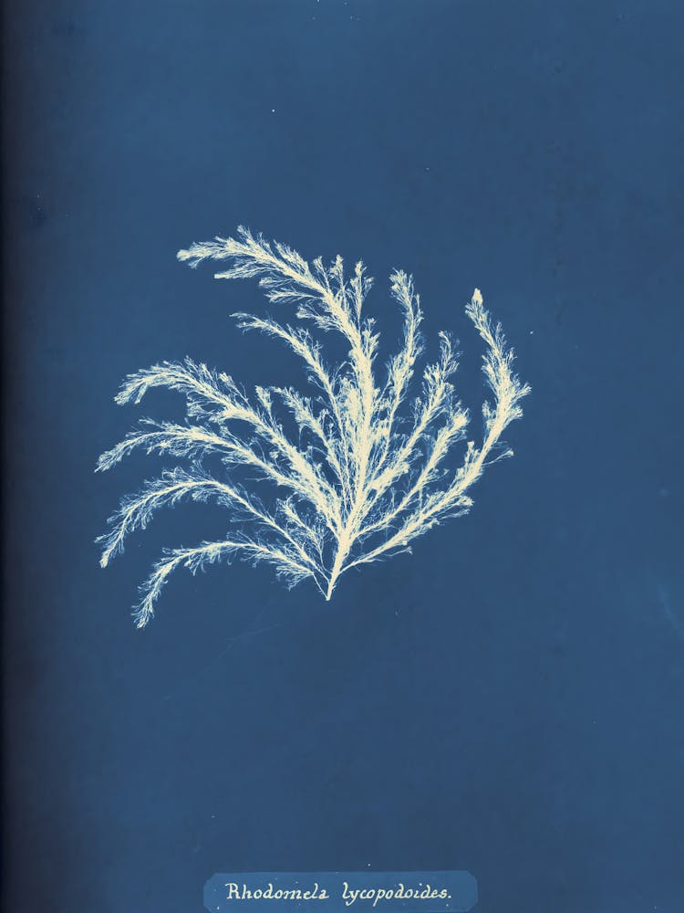 Symbiosis 3