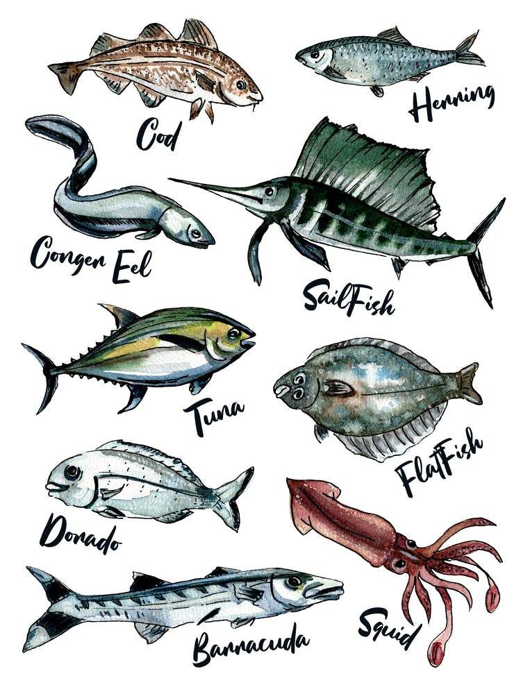 Watercolor Fish Illustration Sea Watercolor