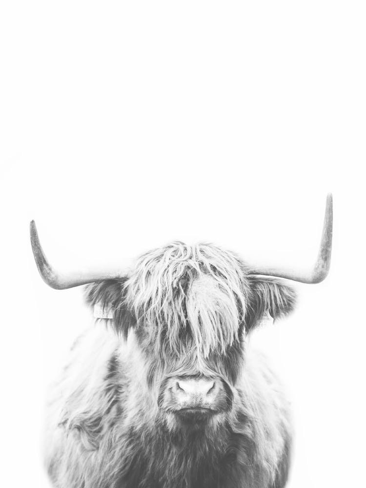 Highland Cow Black And White