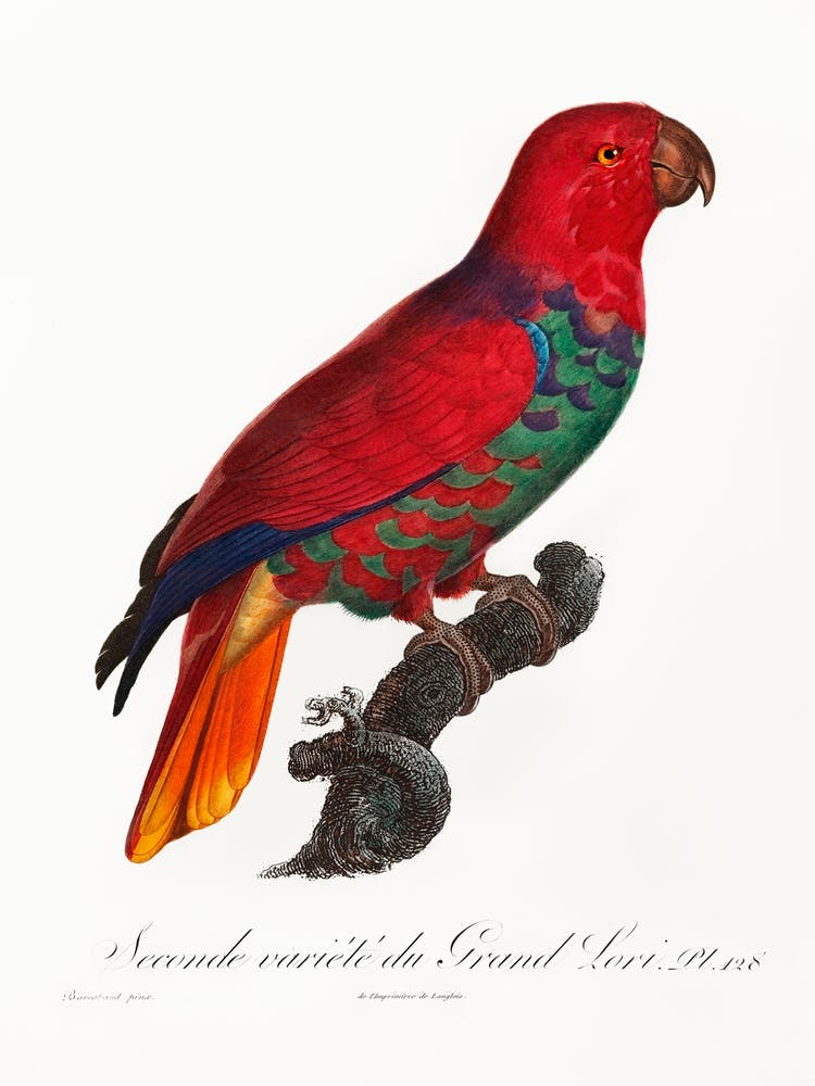The Eclectus Parrot From Natural History Of Parrots, Francois Levaillant 3