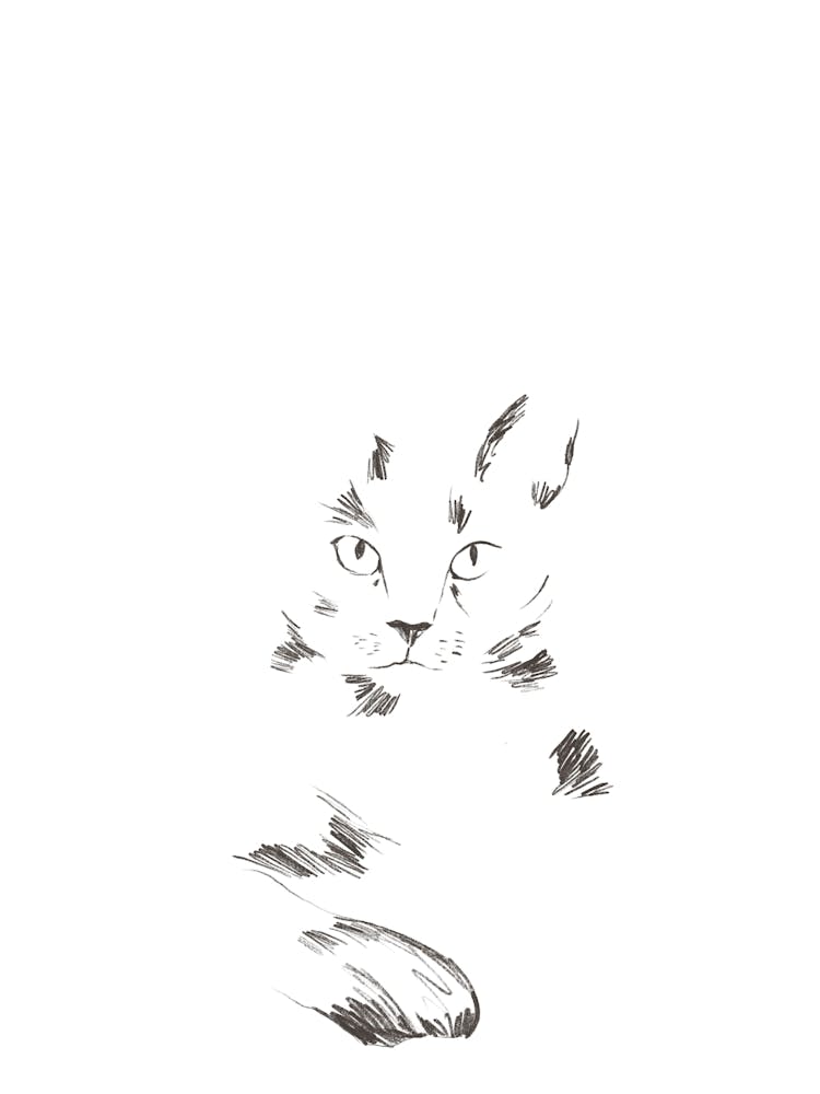 Cat Drawing