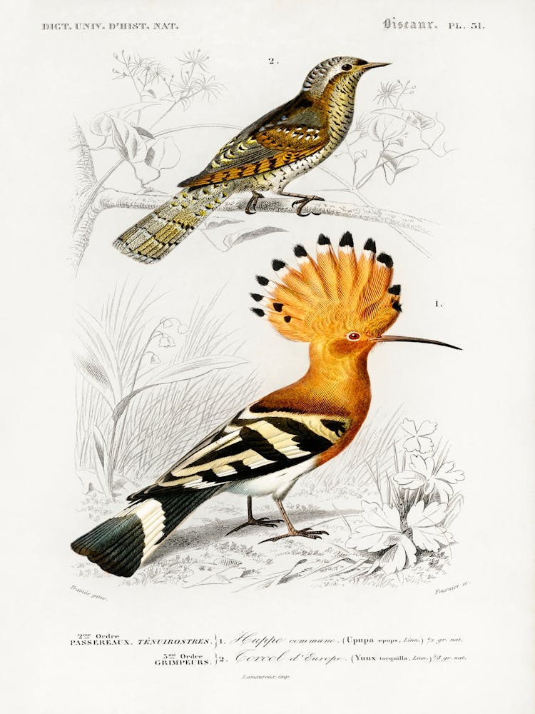 Different Type Of Birds, Charles Dessalines D'Orbigny
