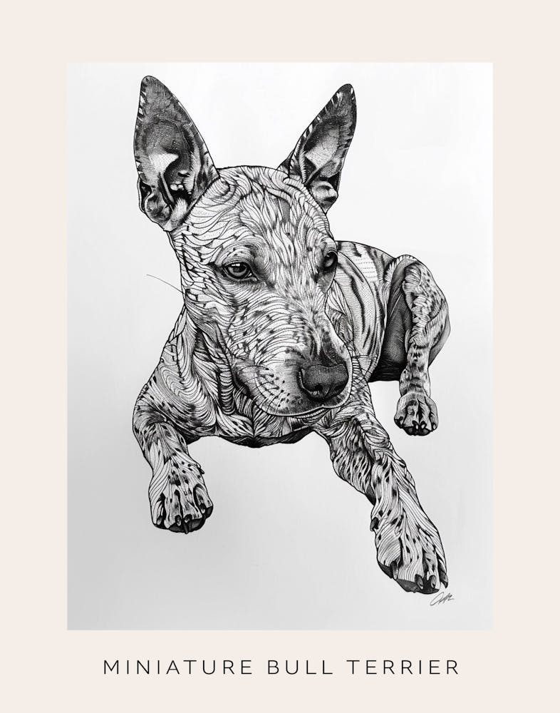 Miniature Bull Terrier Line Sketch 3 Poster