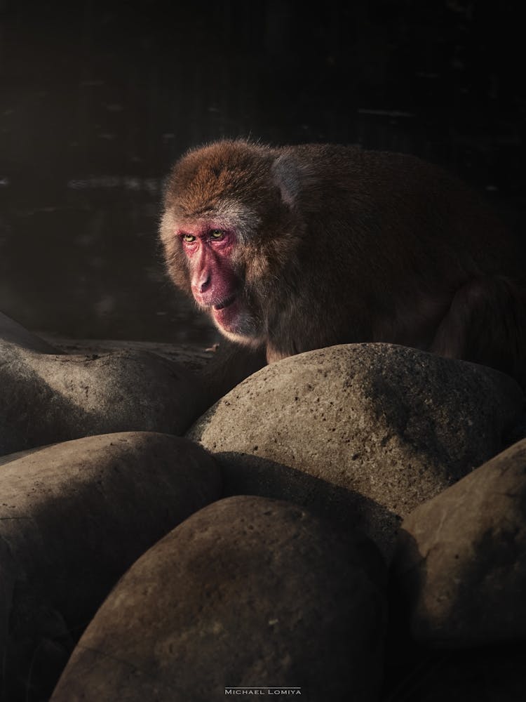 A Primate Monkey Amongst The Rocks Looks Up To Meet The Sun