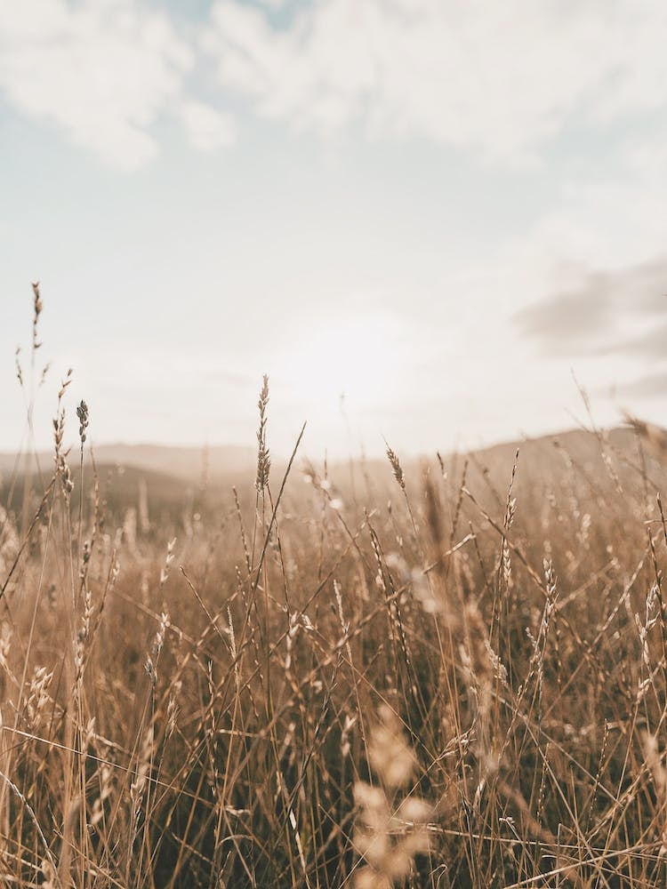 Dried Dune Grass