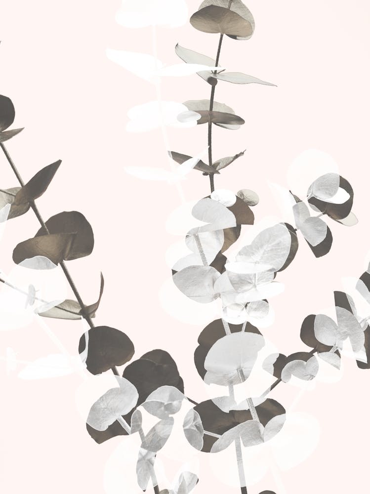 Eucalyptus Leaves_2061447