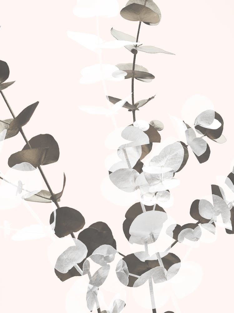 Eucalyptus Leaves_2061447