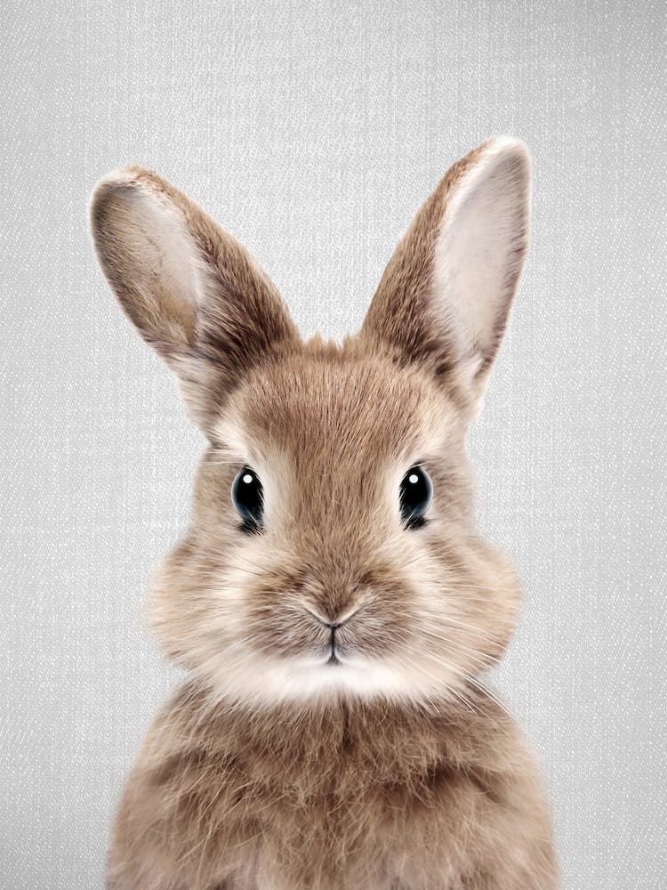 Baby Rabbit