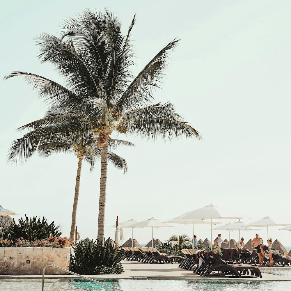 Palms Near Pool Square