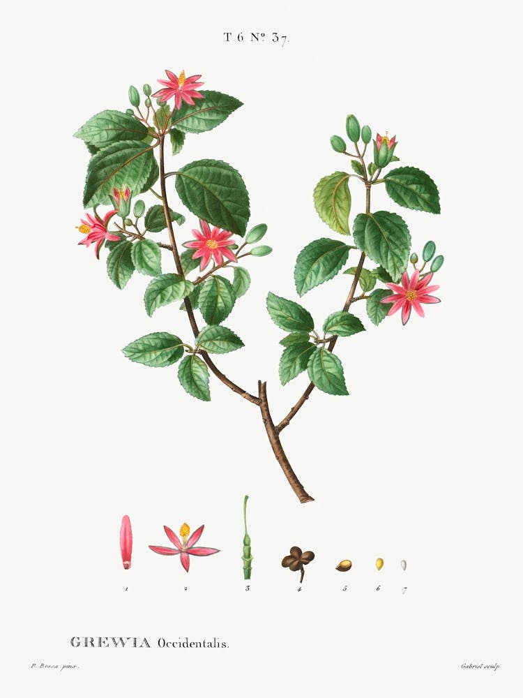 Crossberry, Pierre Joseph Redoute