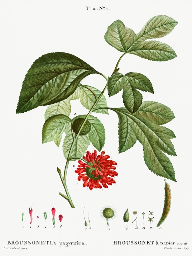 Paper Mulberry, Pierre Joseph Redoute