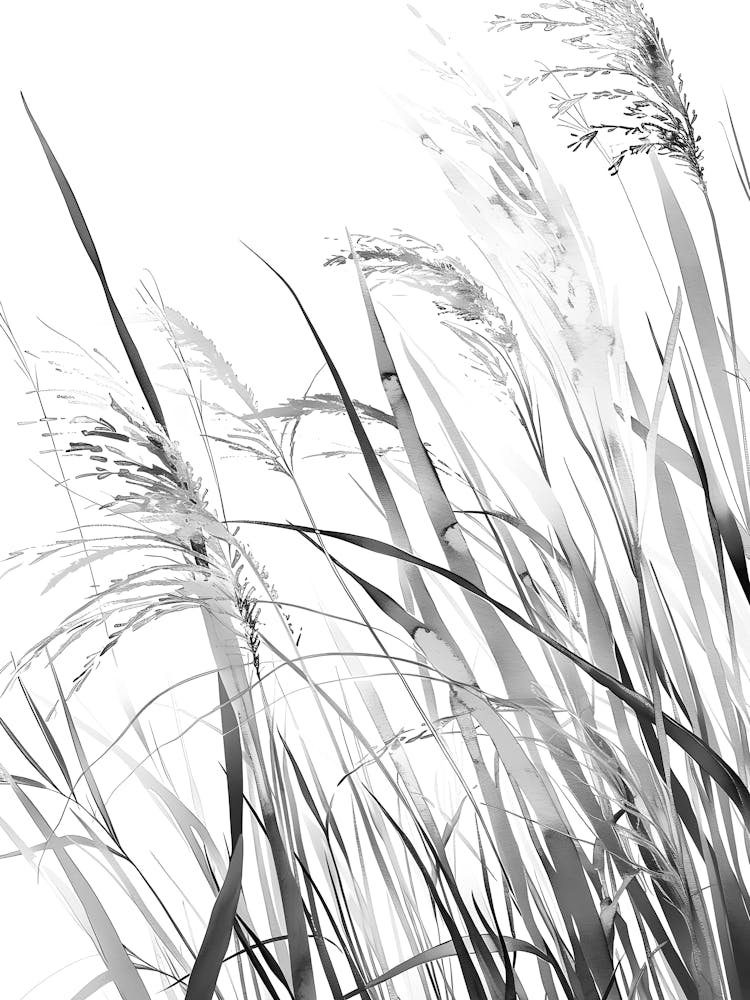 Black And White Grass