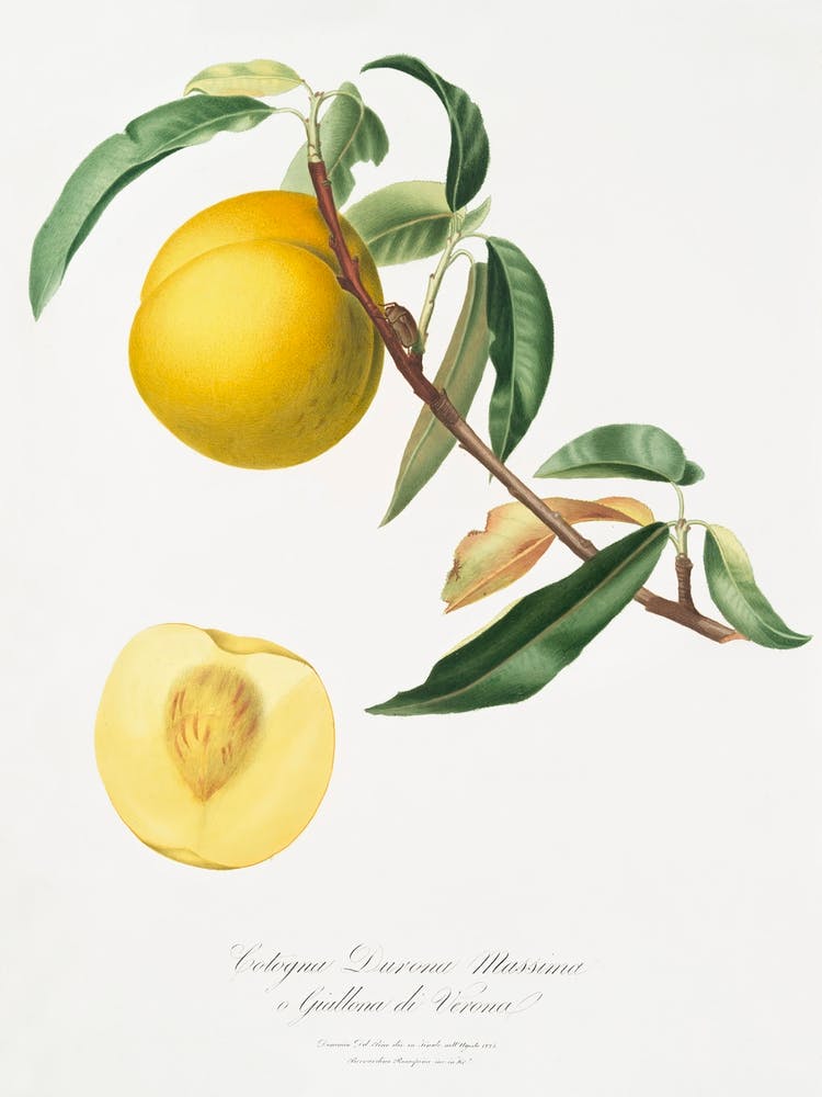 Pfirsich (Prunus Persica) aus Pomona Italiana (1817 1839), Giorgio Gallesio 3