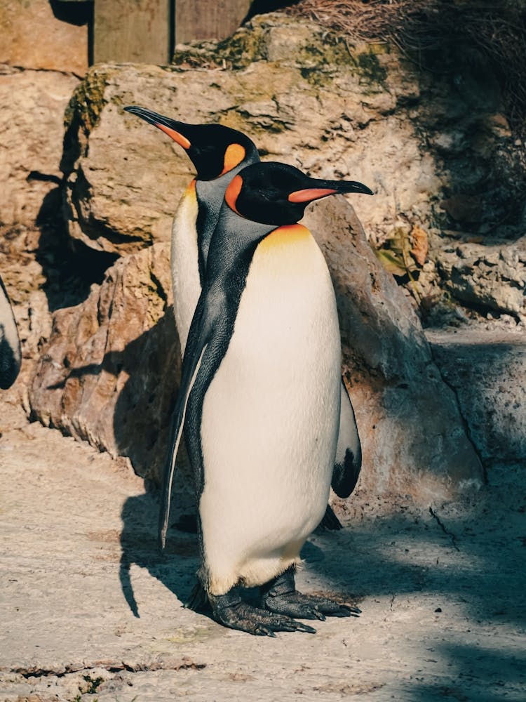 Penguins At The Zoo 1