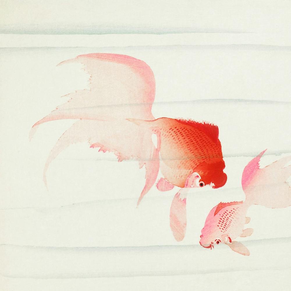 Gold Fish, Ohara Koson