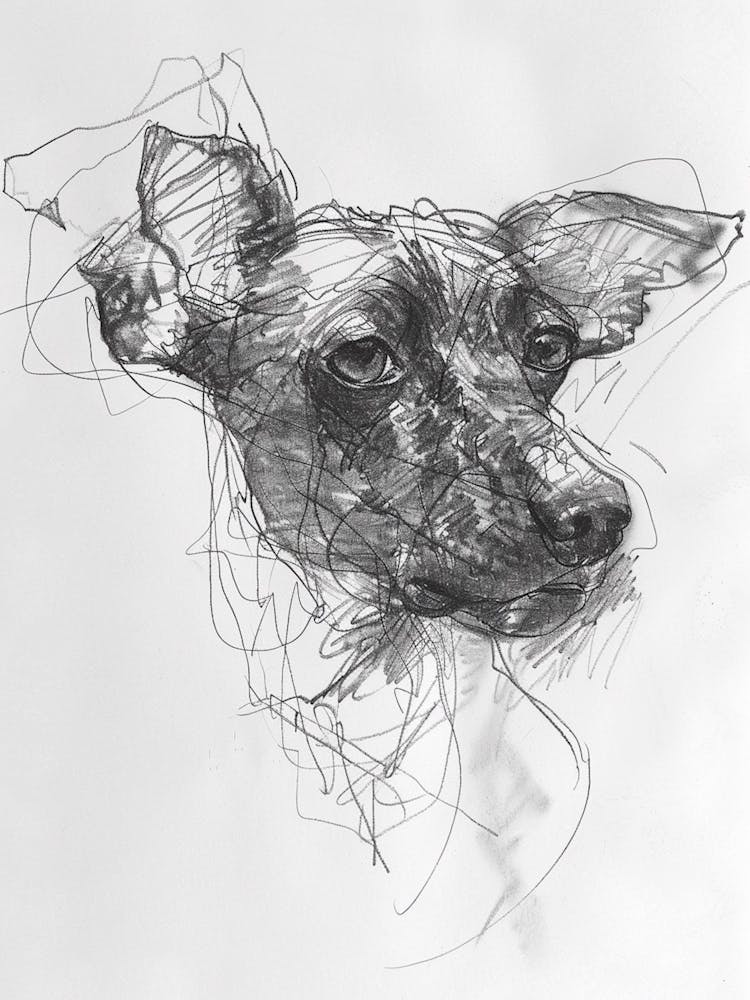 American Hairless Terrier Charcoal Line