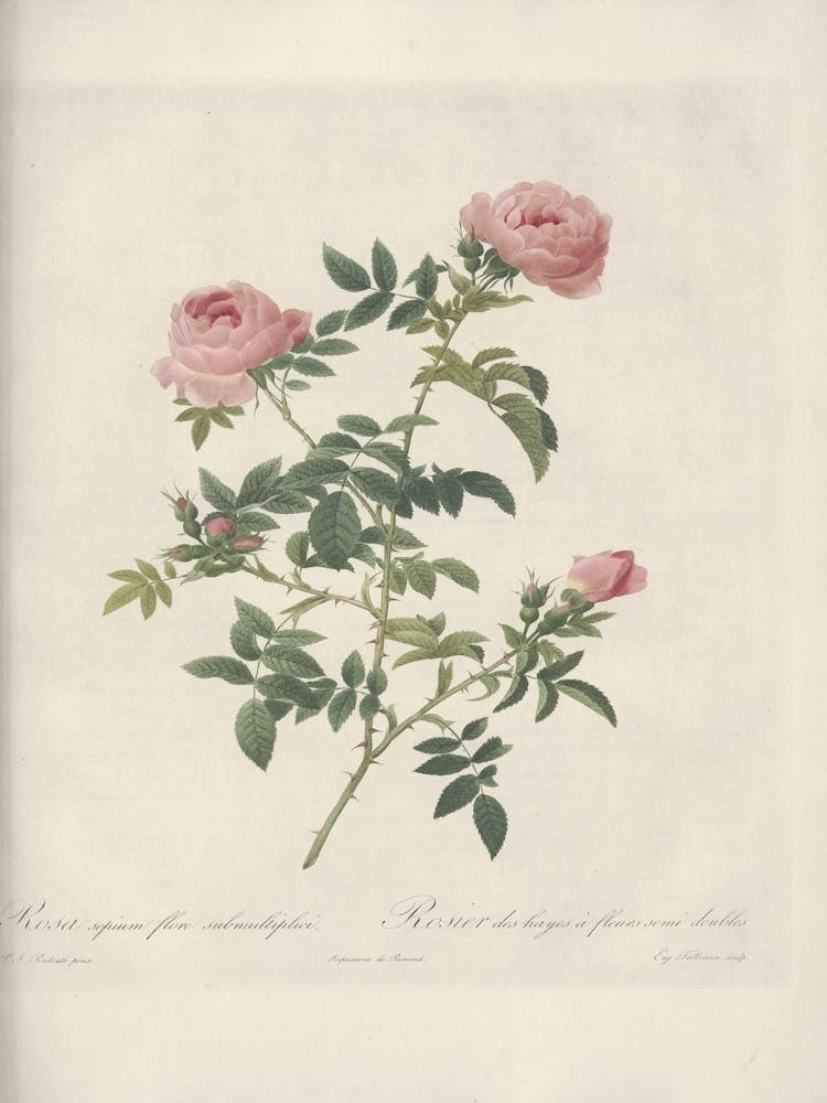 Rose Illustration, Pierre Joseph Redoute (34)