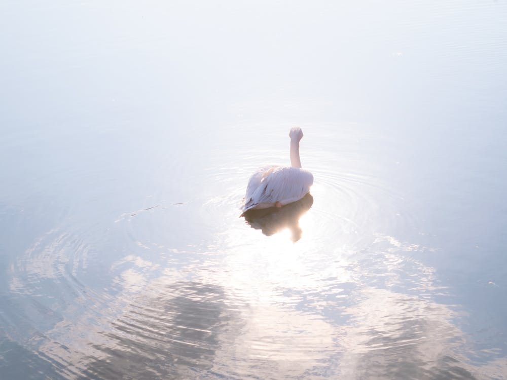 Pelican Mirrored Water And Sunlight