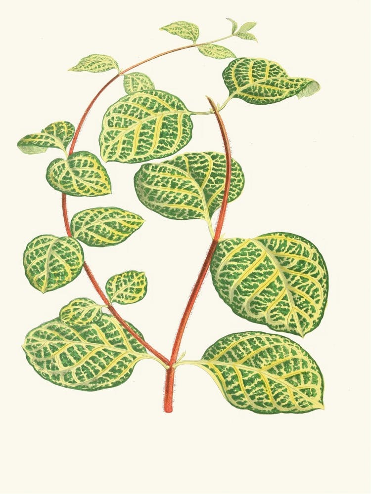Eucalyptus 6