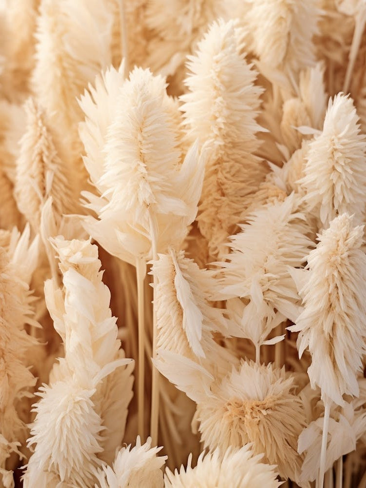 Boho Dried Flowers Celosia 3