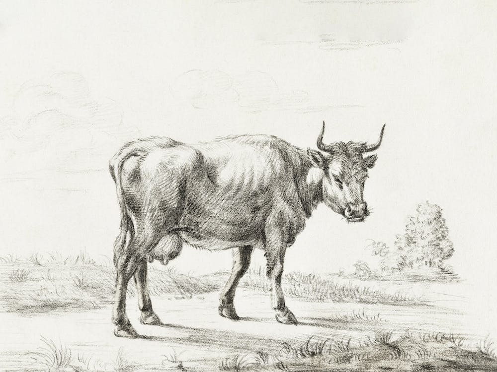 Cow, Jean Bernard