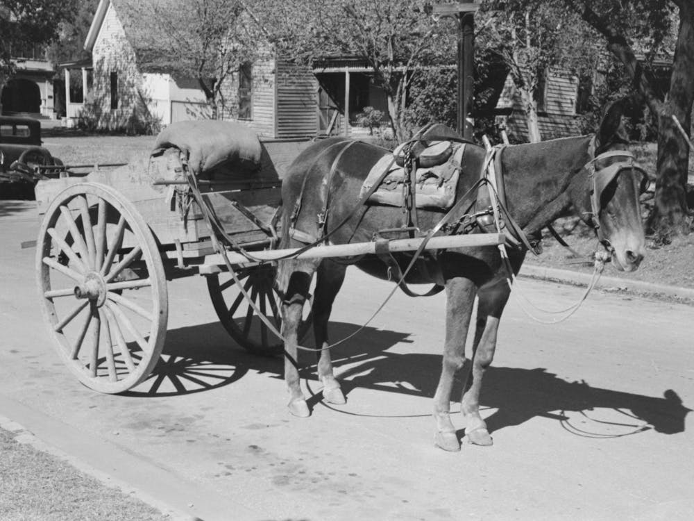 Horse And Wagon, Taylor, Texas By Russell Lee