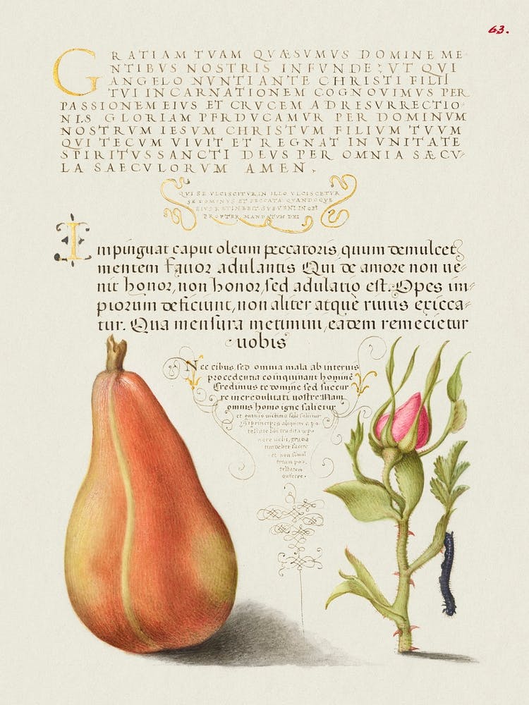 Pear, French Rose, And Caterpillar From Mira Calligraphiae Monumenta, Joris Hoefnagel