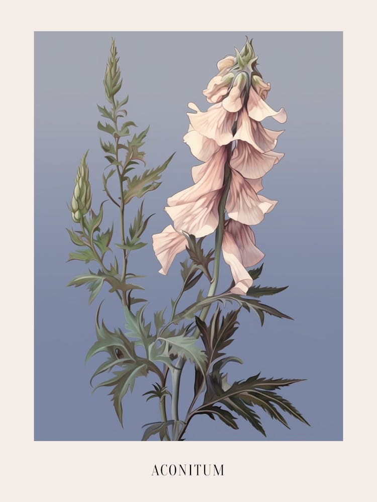 Floral Illustration Aconitum 1 Poster