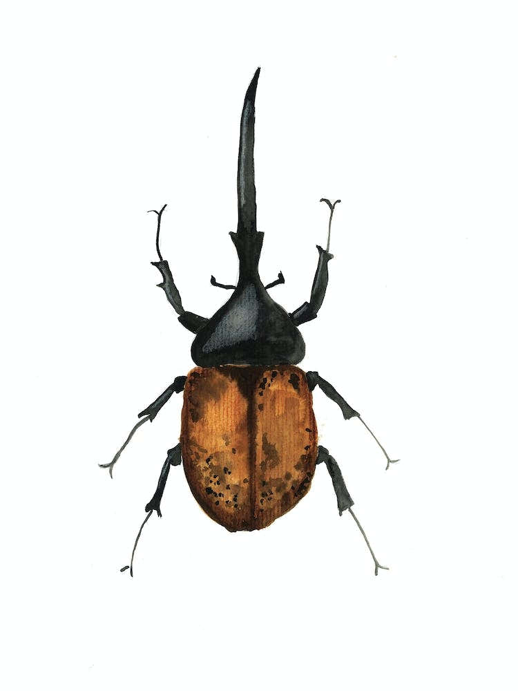 Dynastes Hercules Beetle