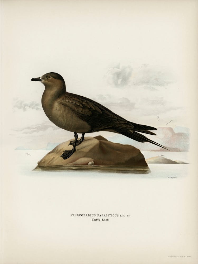 Parasitic Jaeger, The Von Wright Brothers 1