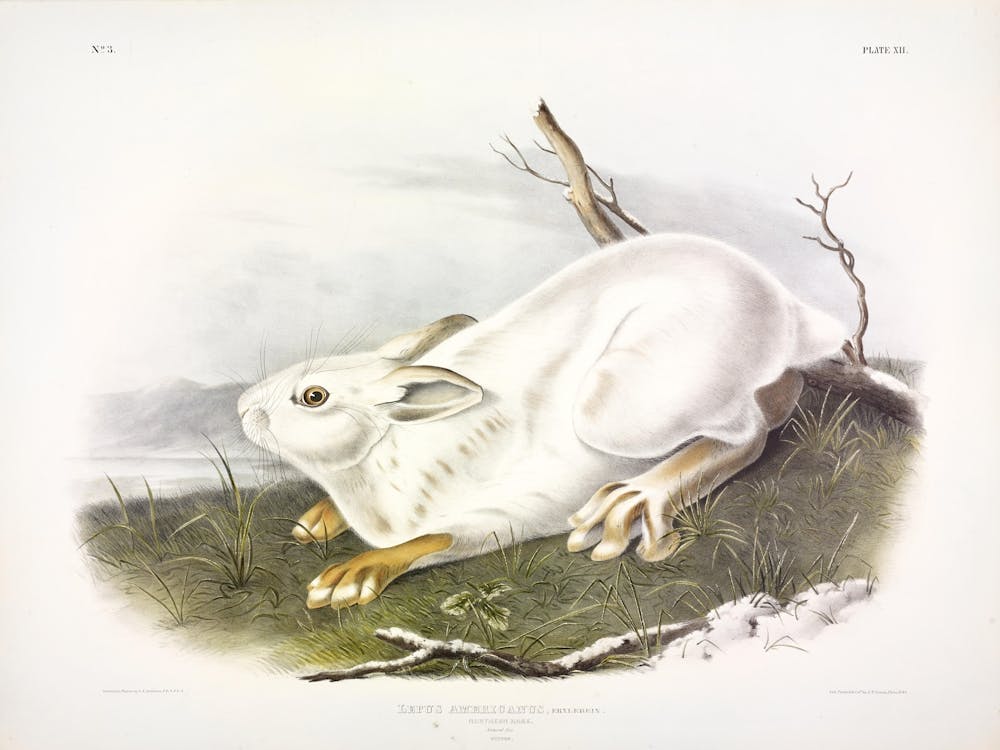 Northern Hare, Winter, John James Audubon