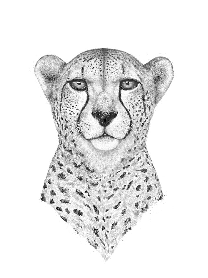 Cheetah