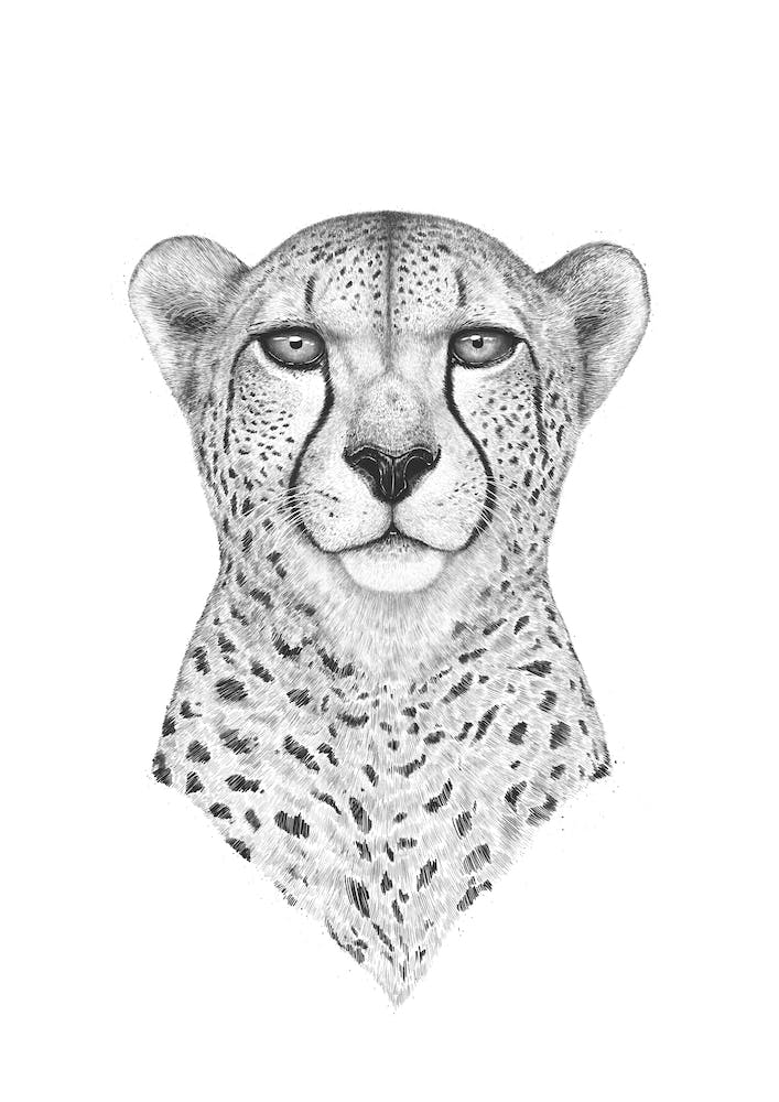 Cheetah