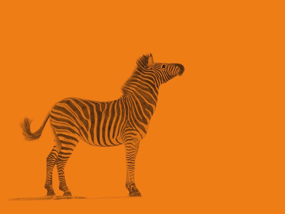 Zebra Orange Handrawn