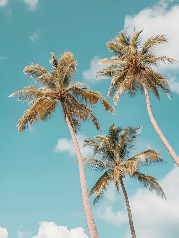 Three Palm Trees Against A Blue Sky