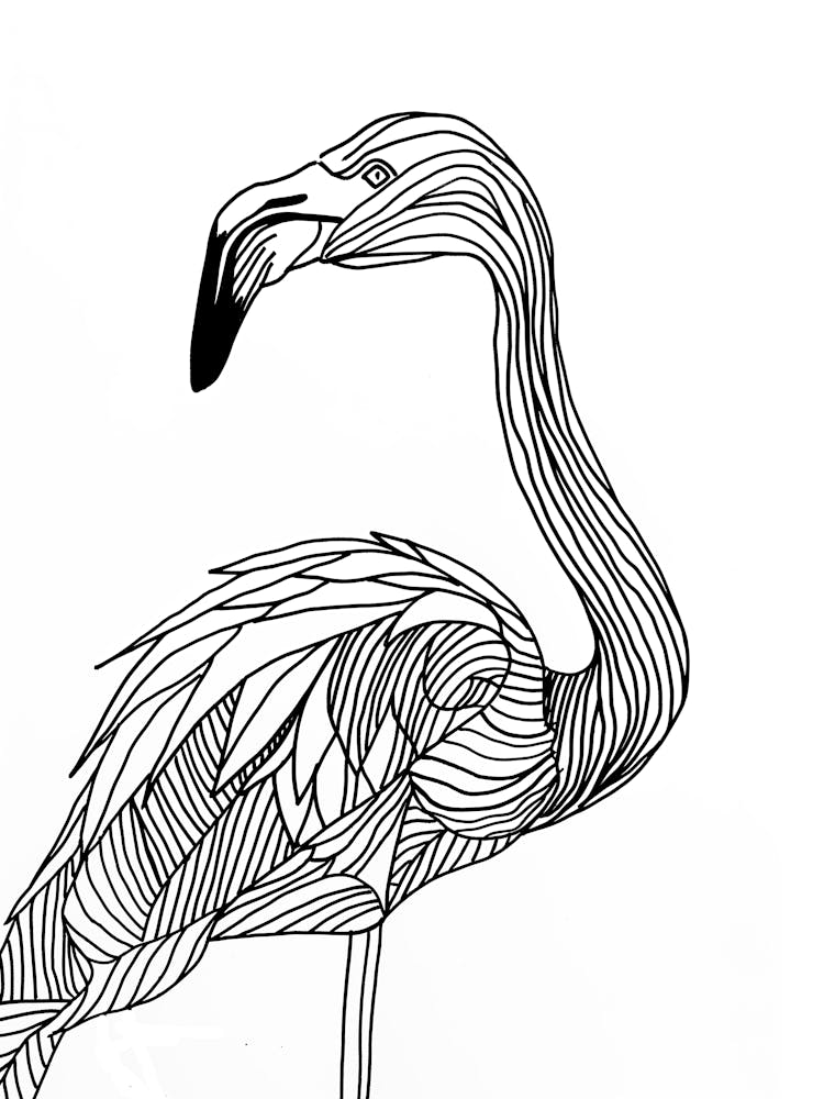 Flamingo animal lines art bird