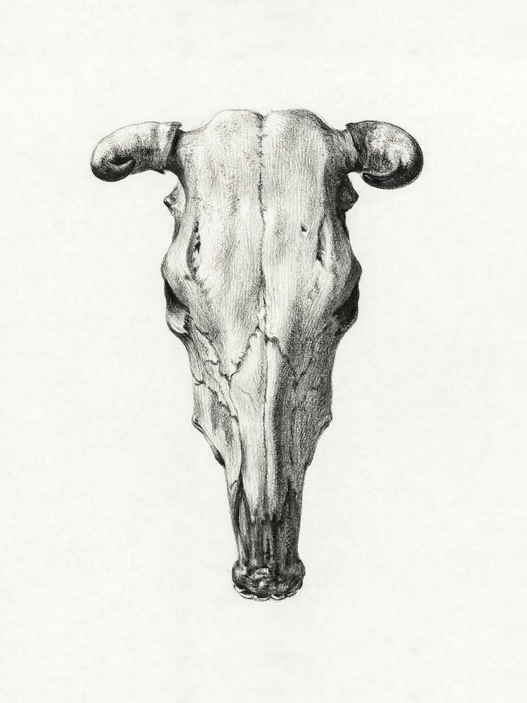 Skull Of Cow, Jean Bernard