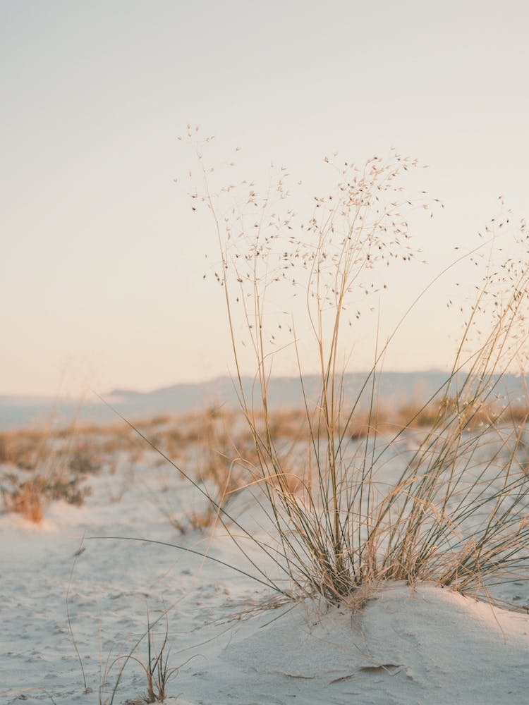 Dried Desert Grass