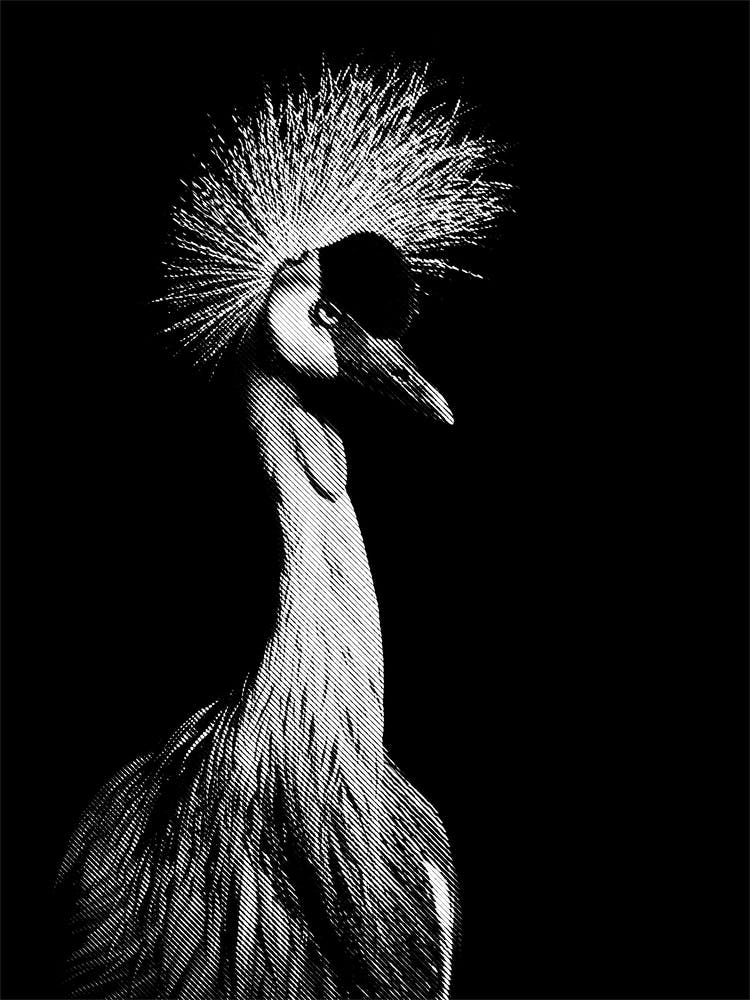 Long Beak Bird in Line Art