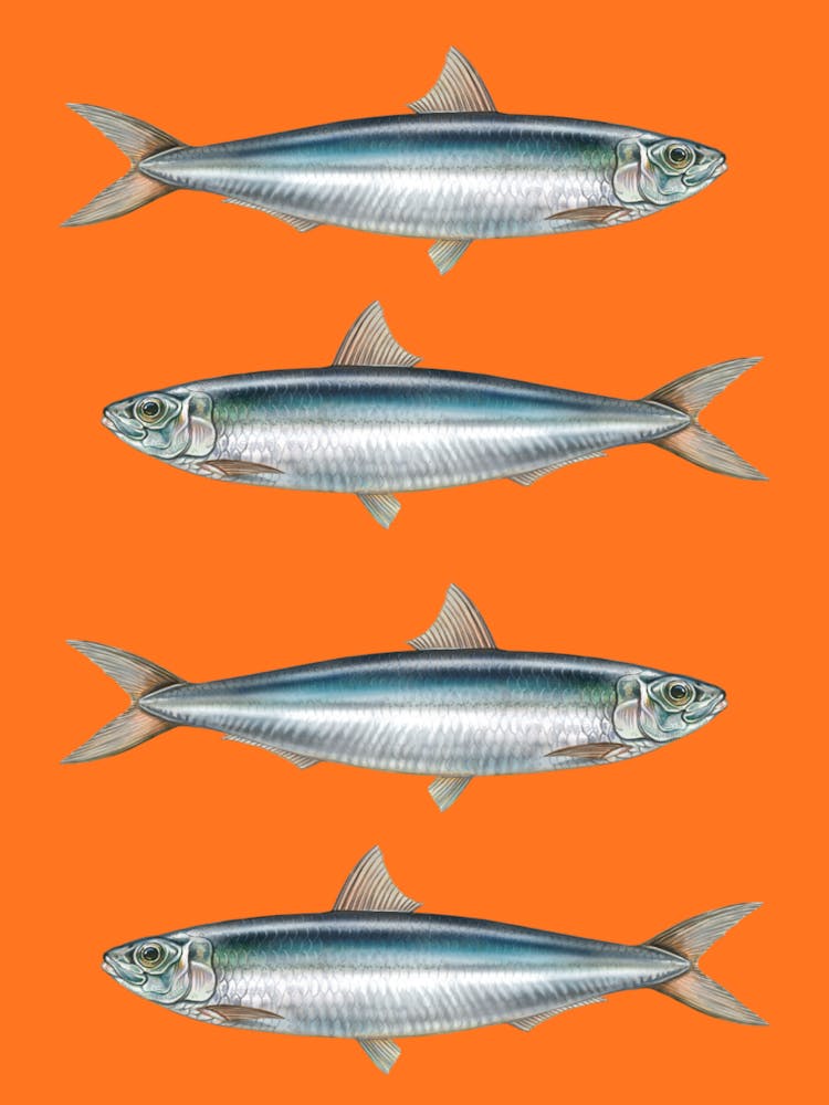 Sardine Fish On A Orange Background